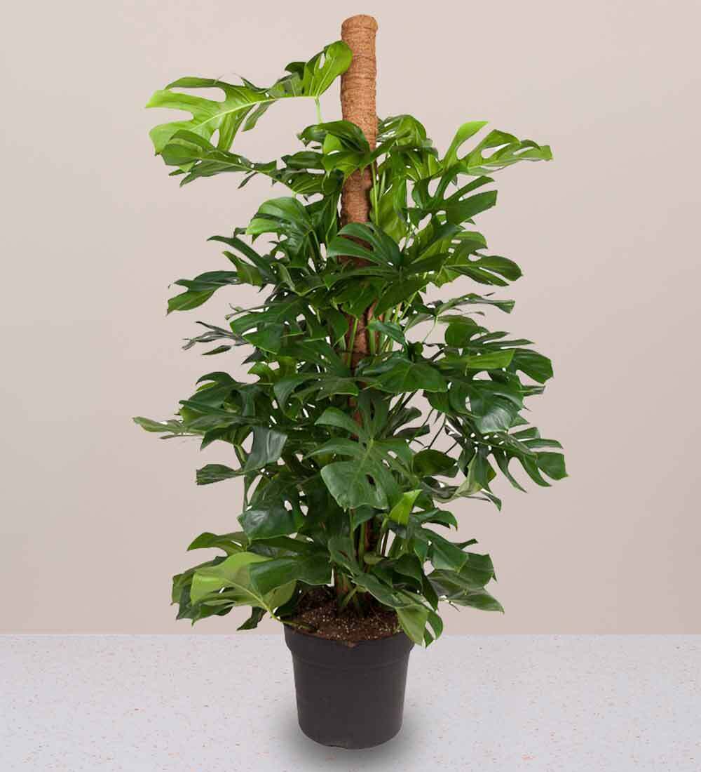 Tall Swiss Cheese Plant Lyftro